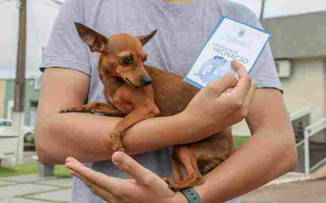 Dia D de Vacinação antirrábica para cães e gatos será dia 28 em 100 pontos de Porto Velho