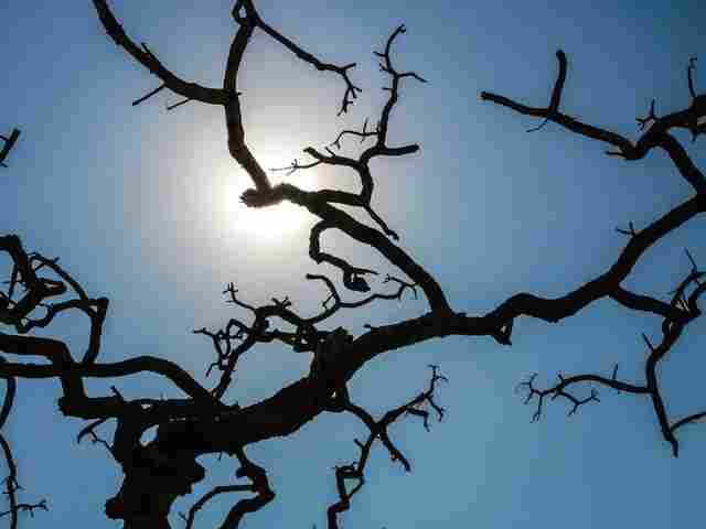 Inmet alerta para onda de calor em Rondônia, outros 9 estados e no DF