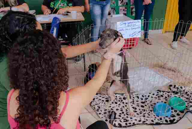 Prefeitura realiza 10ª feira de adoção de cães e gatos no dia 30