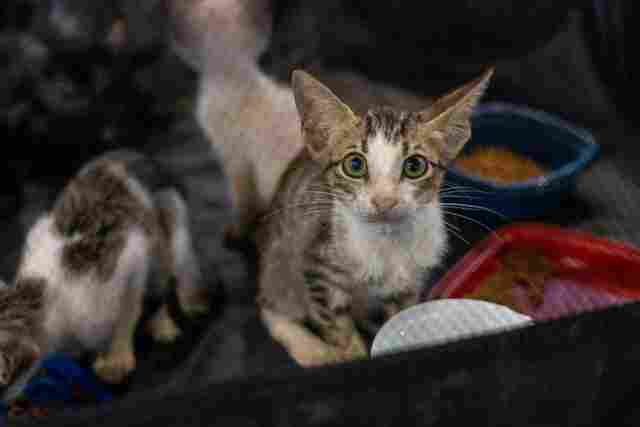 Mais de 500 animais já foram adotados em feiras realizadas pela Prefeitura