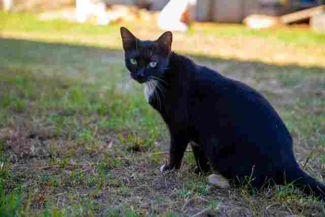 Programa realizará castrações gratuitas de cães e gatos em Porto Velho