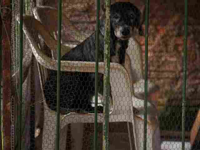 Prefeitura disponibiliza telefone para denúncia de maus tratos contra animais