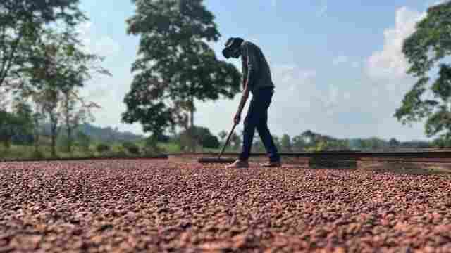 Governo de Rondônia realiza lançamento do início da colheita do cacau em Buritis