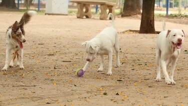 Saiba como funciona o SinPatinhas, novo RG Animal para cães e gatos