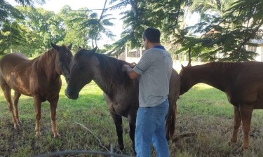 Após mortes de cavalos, governo de Rondônia reforça ações contra a raiva animal em Candeias do Jamari