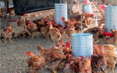 Rondônia está em alerta sobre gripe aviária e mantém ações preventivas