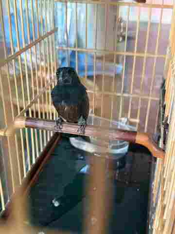 PF prende homem por comércio ilegal de aves silvestres no Acre