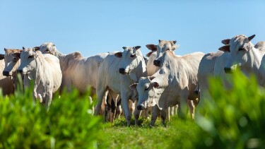 Pecuaristas de Rondônia se mobilizam para exportar 150 mil bois vivos ao mercado internacional