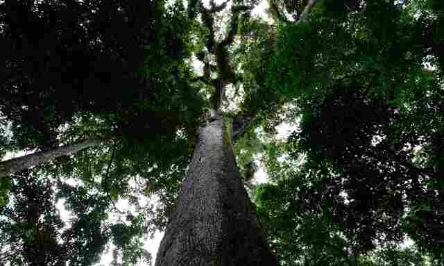 Presidente sanciona lei do licenciamento ambiental com 63 vetos