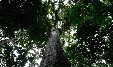 Presidente sanciona lei do licenciamento ambiental com 63 vetos