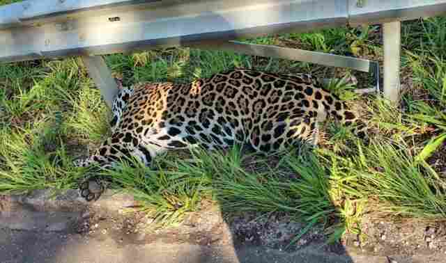 Onça-pintada é encontrada morta após atropelamento na BR-435, no Cone Sul