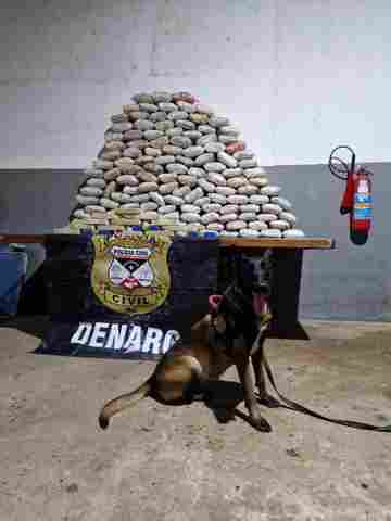 Denarc apreende mais de 150 kg de drogas e armas em operação com apoio de cães