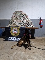 Denarc apreende mais de 150 kg de drogas e armas em operação com apoio de cães