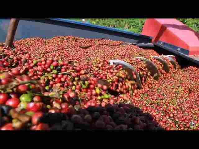 A Cafeicultura Tecnificada