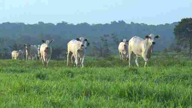 Rondônia: Exemplo na Agropecuária Sustentável