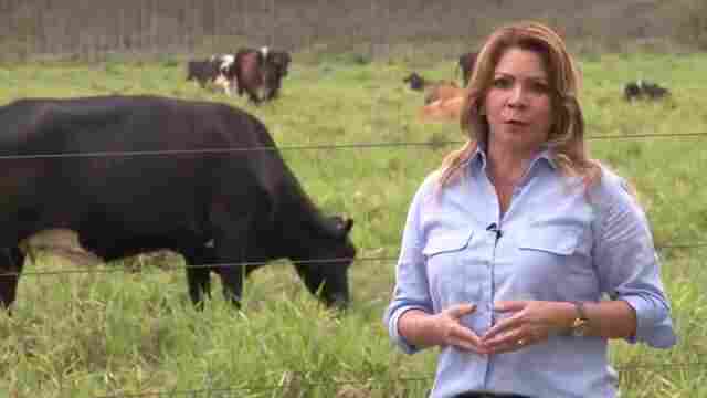 A revolucao da pecuaria leiteira