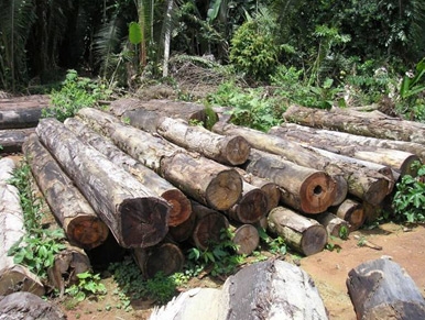 Operação do IBAMA apreende 1200m³ de madeira em Rondônia