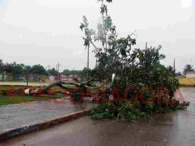 Chuvas continuam causando transtornos na Capital e derrubam até árvores