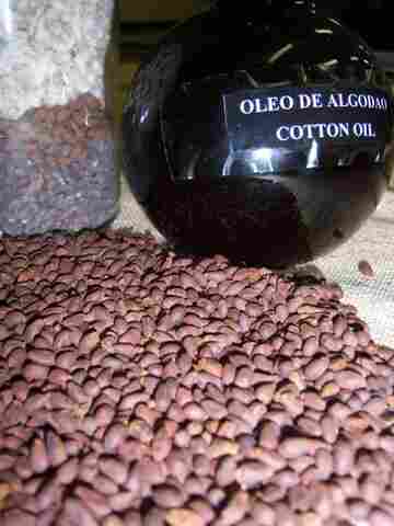 Biocombustível renovável será atração no estande da Embrapa