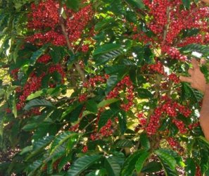 Estudo avalia desempenho de sistemas produtivos de café em Rondônia