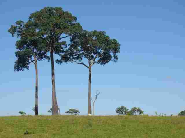 Frigoríficos recusam acordo anti-desmatamento com MPF