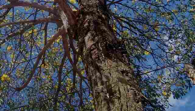 O ipê que virou poste, que virou ipê, volta a florir em rua de Porto Velho