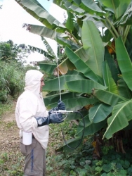 Nova tecnologia para controle de sigatoka-negra é apresentada em Rondônia