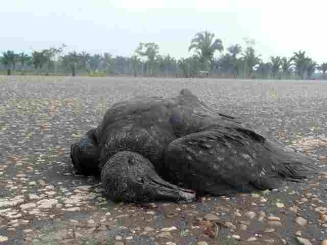 Instituto monitora atropelamento de animais na BR-319