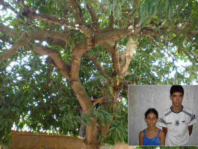 Policiais descobrem que traficante preparava droga em uma árvore