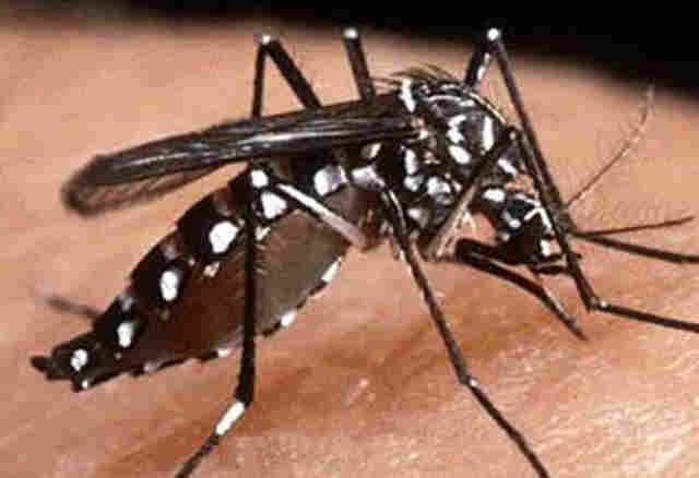 Rondônia- Terra da Dengue  Estado de Boi Pirata ou Boi de Piranha