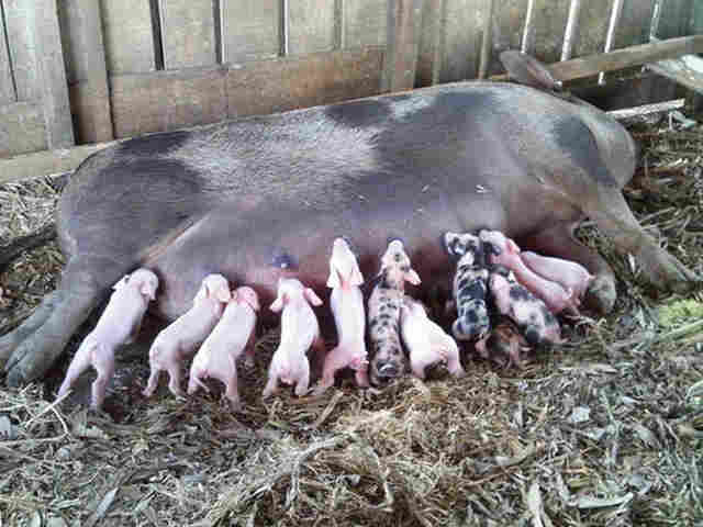 Porca bate recorde de fertilidade e tem 18 filhotes em única ninhada