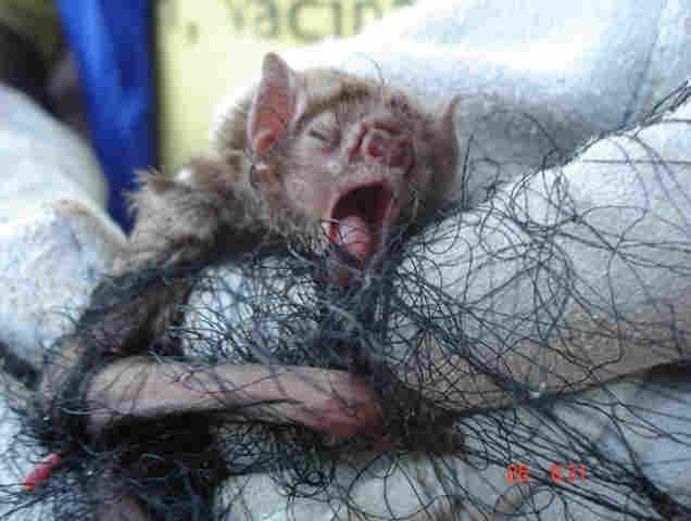 Idaron combate raiva herbívora em Ariquemes