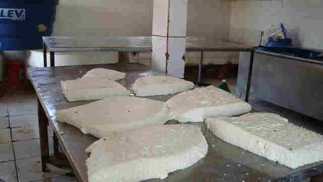 Ibama fecha laticínio clandestino e flagra queijo com moscas