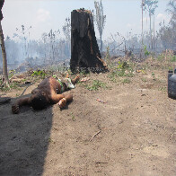 Jovem é morto com tiros na cabeça e no corpo; imagens fortes