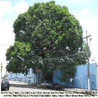 Porto Velho - A Sustentabilidade e a Ecologia não são nossas prioridades