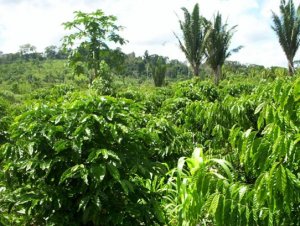 O Projeto de Lei do Novo Código Florestal Brasileiro é de Rondônia