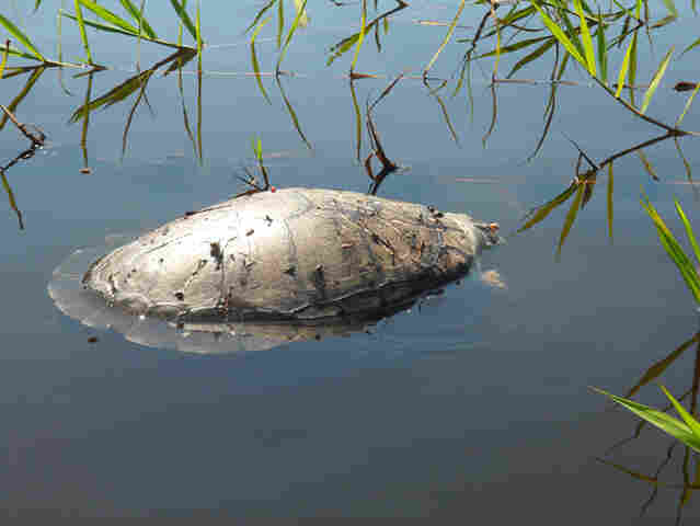SEM FISCALIZAÇÃO, MEIO AMBIENTE É DESTRUÍDO NO VALE DO GUAPORÉ; PESCADORES PROFISSIONAIS ARRASTAM MILHARES DE PEIXES E ANIMAIS SÃO MORTOS