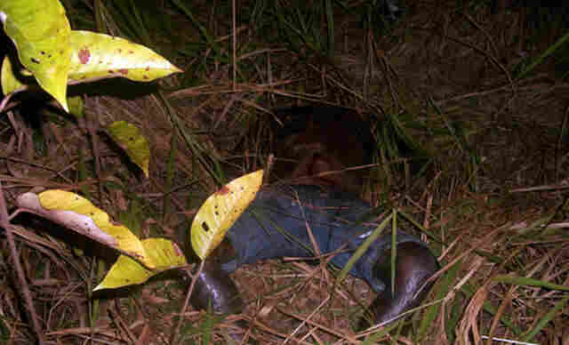 Corpo de trabalhador encontrado na zona rural; imagem pode chocar