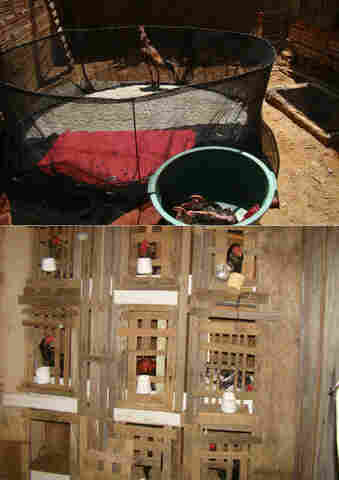 Vilhena: PM prende criminosos que mantinham rinha de galo; vídeo e fotos