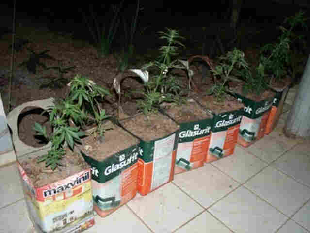 População denuncia plantação de maconha em &#115;etor chacareiro