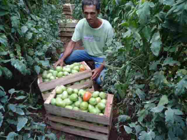 Excedente da produção de tomate de Rondônia abastece mercado do Amazonas