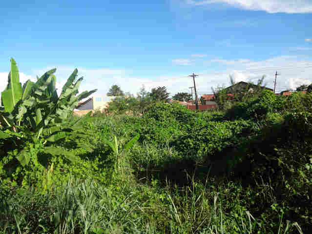 Terreno baldio é foco de dengue no Cuniã