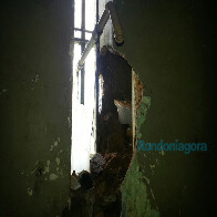 PRESIDIÁRIOS APROVEITAM GREVE PARA SERRAR GRADES, INTERLIGAR CELAS E DEPREDAR URSO BRANCO; Fotos exclusivas