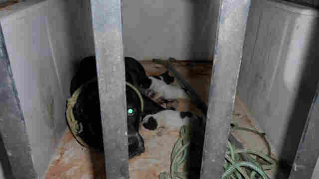 Pit-bull ataca crianças e dono vai preso