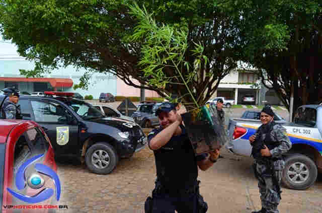 Jovens são presos com pés de maconha em casa