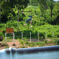 EMPRESA PLANTA CAPIM DE BOI E PREFEITURA PAGA COMO GRAMA