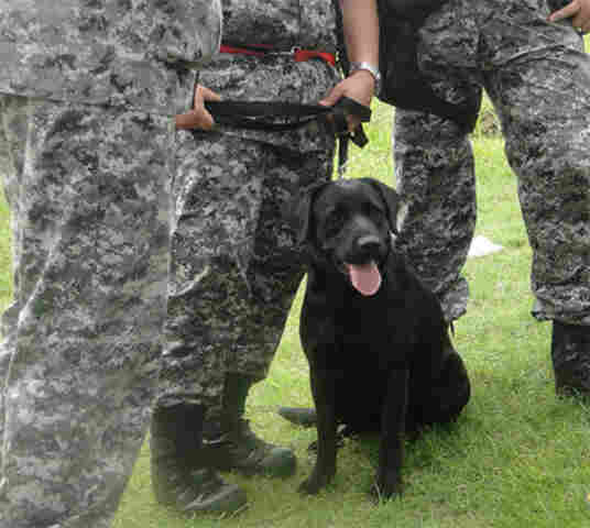 CÃO FAREJADOR ENCONTROU OS CORPOS, DIZ PF