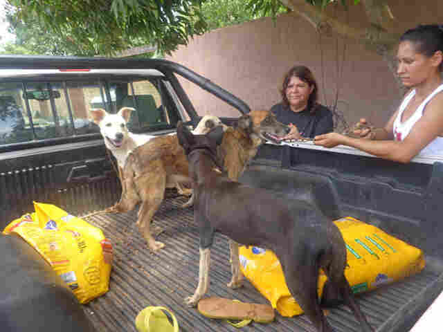 Animais resgatados em áreas alagadas necessitam de cuidados e doações