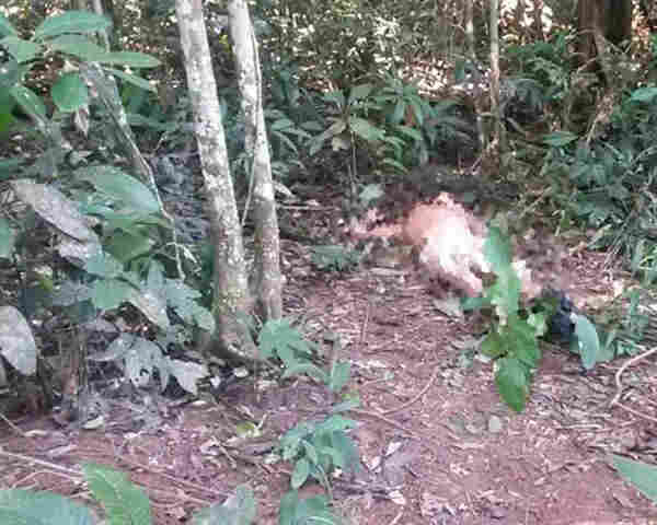 HOMEM DE 52 ANOS É SEQUESTRADO, TORTURADO E MORTO NA CAPITAL