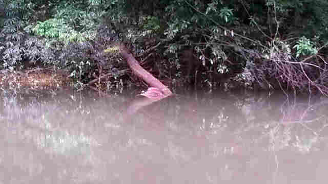 Corpo de homem encontrado no Rio das Garças em Porto Velho